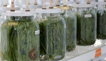 Buenos Aires instalará un laboratorio de cultivo de tejidos vegetales  