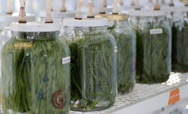 Buenos Aires instalará un laboratorio de cultivo de tejidos vegetales  