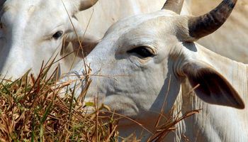 Pará confirma caso de mal vaca louca, que deve ser atípico