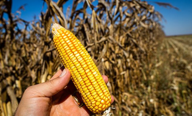 Cotação do milho registra queda de 40,6% em pouco mais de um ano. (foto - CNA)