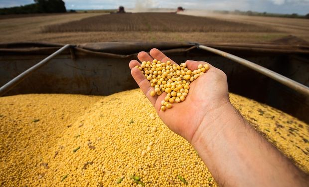 Irregularidade climática no Brasil gera apreensão no mercado global. (foto - CNA)