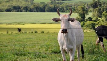 Maior oferta deve manter pressão na cotação da arroba bovina