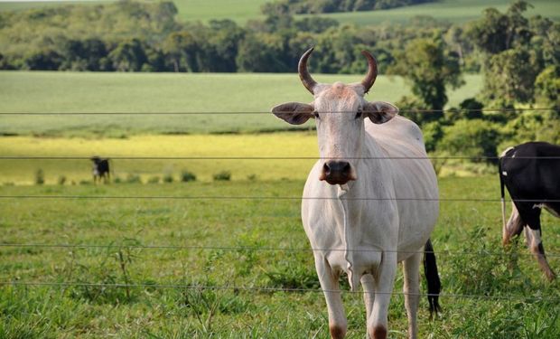 Até hoje, o Brasil não registrou casos clássicos de vaca louca, provocado pela ingestão de carnes e pedaços de ossos contaminados. (foto - Agência Brasil)