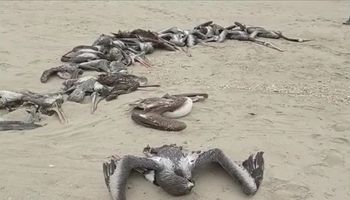 Imagens chocantes revelam impacto da influenza aviária no Peru