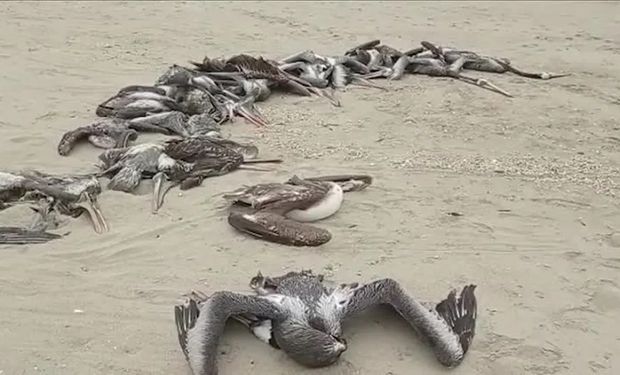 Doença já gerou dezenas de milhões de sacrifícios e mortes de aves em diversas partes do mundo neste ano. (foto - captura)