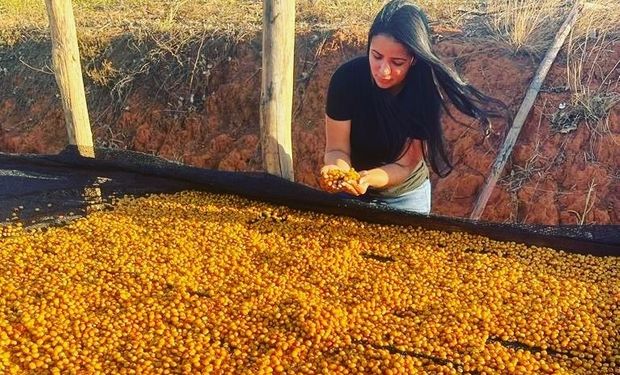 O trabalho de colheita foi feito todo de forma manual e deve chegar a 300 ou 350 sacas. (foto - arquivo pessoal)