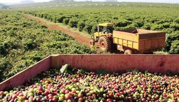 Cotação do café evolui em sentido oposto para arábica e robusta