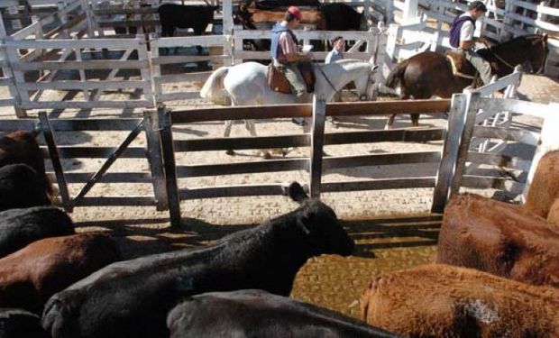 La vaca de conserva mostró quebrantos importantes