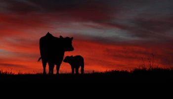 La ganadería vive una revolución como la de la agricultura en los 90