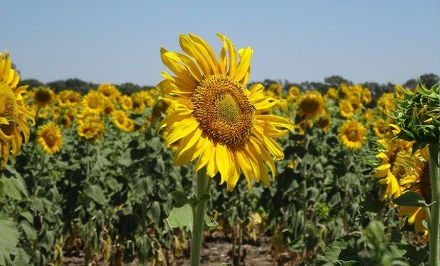 Aumenta la demanda de aceite de girasol y Argentina pierde participación en el mercado