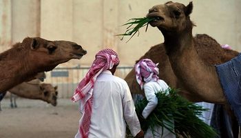 Furor por el asado de camello en Qatar: así se las ingenian los hinchas argentinos para mantener la tradición en el Mundial