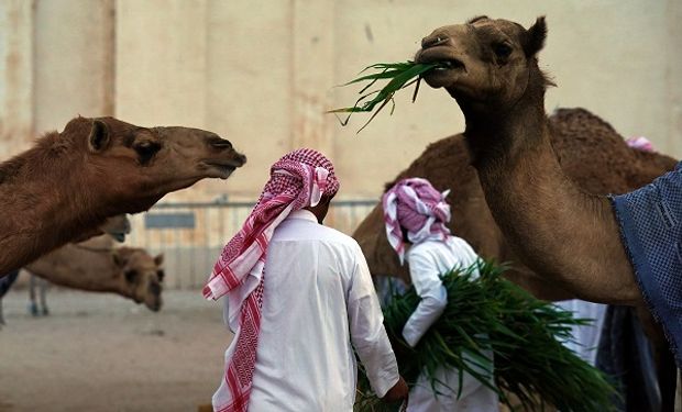 Furor por el asado de camello en Qatar: así se las ingenian los hinchas argentinos para mantener la tradición en el Mundial