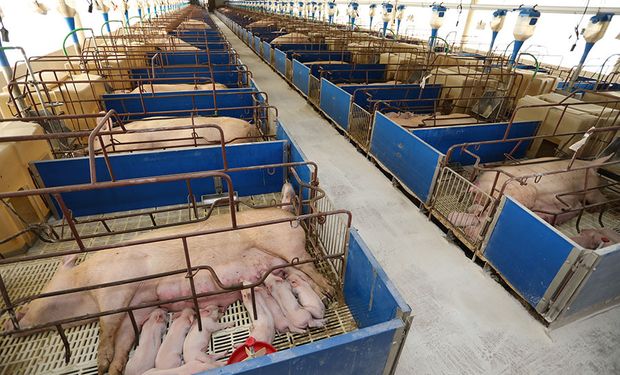 Carne suína de Mato Grosso do Sul atende ao consumo interno e já é reconhecida como um produto de excelência fora do país