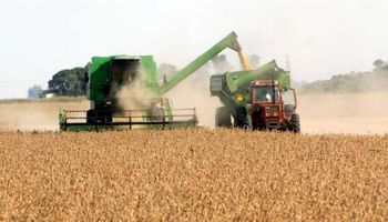 Cae cosecha china de soja