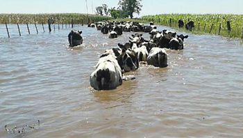 Crisis productiva en el centro-oeste de Santa Fe por las inundaciones