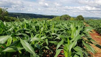 Desarrollan un maíz de alta tecnología en la provincia de Misiones y el NE de Corrientes