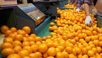 Convocan a productores citrícolas a inscribirse al Programa de Control de Mosca de Frutos