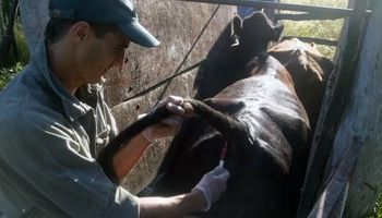 Brucelosis bovina: Senasa incorporó dos cepas más al plan de vacunación