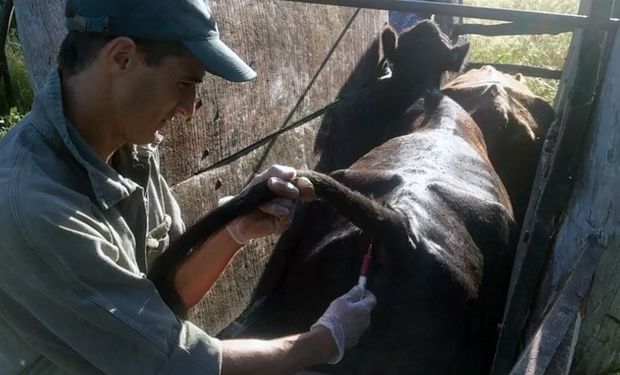 Brucelosis bovina: Senasa incorporó dos cepas más al plan de vacunación