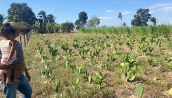 Cacto nordestino vira opção para alimentar gado no Mato Grosso