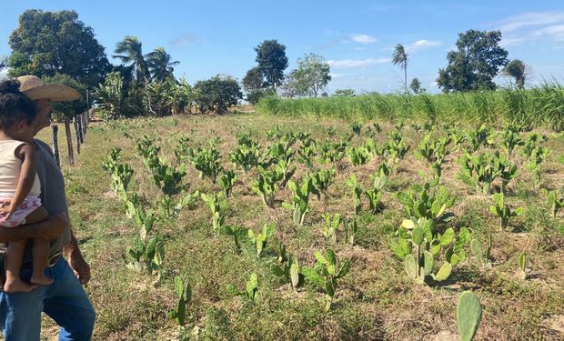 Para o uso como fonte de alimento para o gado, a planta só precisa de um solo com boa drenagem de água, diz Senar