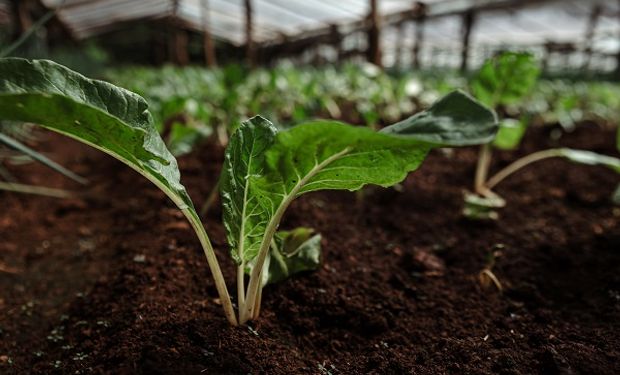 La empresa argentina de bioinsumos que abre sede en España