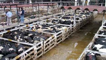 Oferta abultada, quebrantos de precios en Liniers