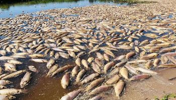 Se viralizan imágenes impactantes con miles de peces muertos por la sequía en el sur de Santa Fe