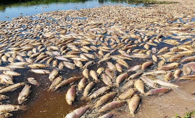 Se viralizan imágenes impactantes con miles de peces muertos por la sequía en el sur de Santa Fe