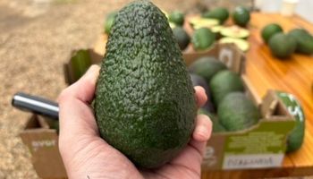 Maluma: super avocado sul-africano ganha mercado do queridinho hass mundo afora