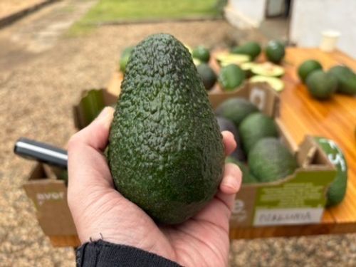BASUKI ABDULLAH（バスキ　アブドウラ）、収穫 Maluma: super avocado sul-africano ganha mercado do queridinho