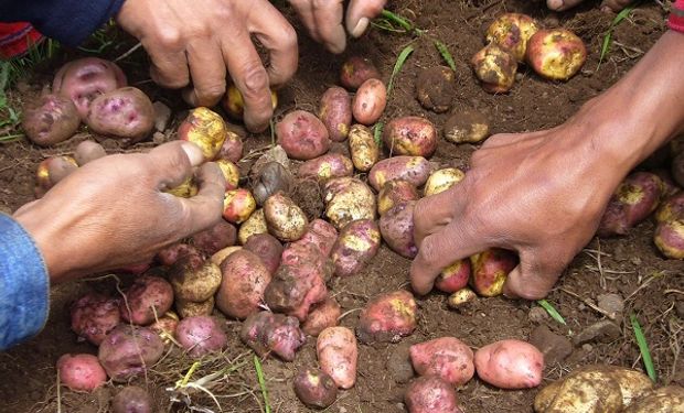 Papa andina, un cultivo ancestral que se convirtió en snacks | Agrofy News