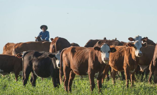 La ganadería recompuso los valores y espera un escenario favorable para 2024 