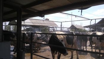 Sistema de mojado y ventilación, la alternativa para la ganadería ante las olas de calor