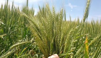Aparece una limitante en el trigo que puede frenar el rendimiento