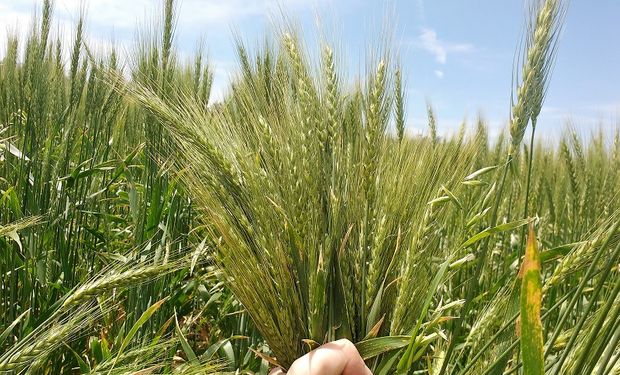 Aparece una limitante en el trigo que puede frenar el rendimiento