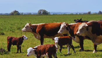 Recomendaciones para alimentar el ganado en un trimestre con lluvias abundantes y temperaturas más cálidas