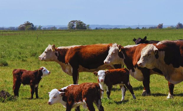 Recomendaciones para alimentar el ganado en un trimestre con lluvias abundantes y temperaturas más cálidas