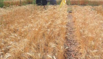 “El trigo tiene futuro en Formosa”: el primer ensayo arrojó buenos rendimientos, calidad y menos uso de fitosanitarios