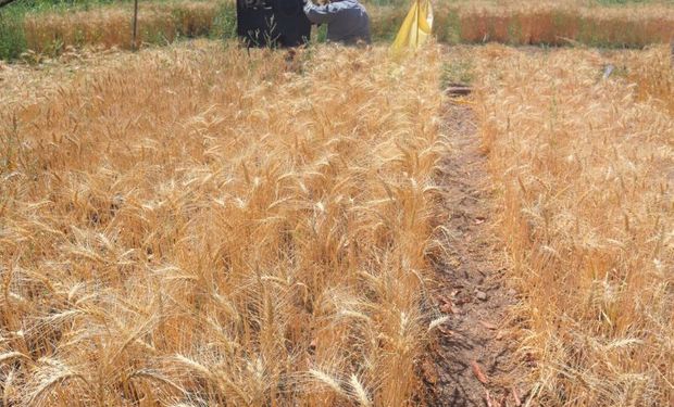 “El trigo tiene futuro en Formosa”: el primer ensayo arrojó buenos rendimientos, calidad y menos uso de fitosanitarios