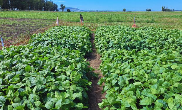 Transforman basura en sustratos y potencian la producción de plantas