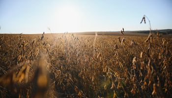 Inédito en el país: la prueba piloto de medio millón de hectáreas que aspira a extenderse a todo el país