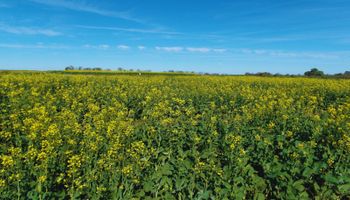 Rinde menos que el trigo, pero su precio duplica al del cereal: el cultivo que busca ganar superficie y potencia a la soja de segunda