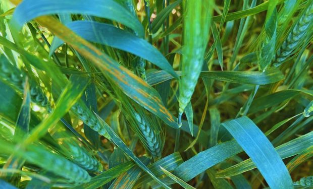 Alertan por el avance de enfermedades foliares en trigo y cebada: pautas para el control