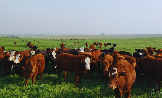 La ganadería se suma como una alternativa para el pastoreo de los cultivos de servicios y aumentar los ingreso