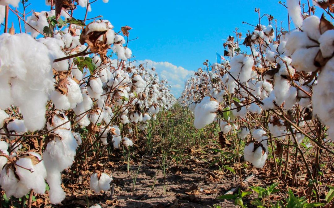 Chaco se posiciona como la principal provincia productora de