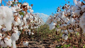 Chaco se posiciona como la principal provincia productora de algodón