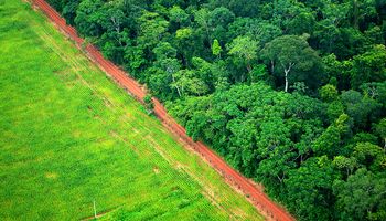 MapBiomas: Brasil tem 58,1% do território preservado com florestas naturais