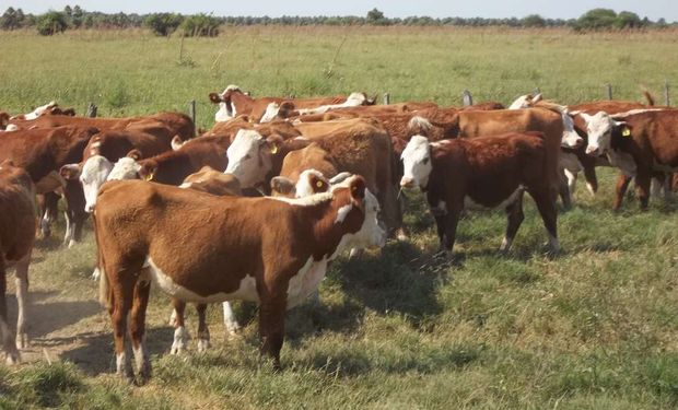 Crece la faena de terneras, por la falta de rentabilidad