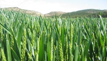 Cebada, cultivo estrella por buen precio y demanda